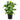 Ficus Lyrata