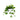 Pothos Jade