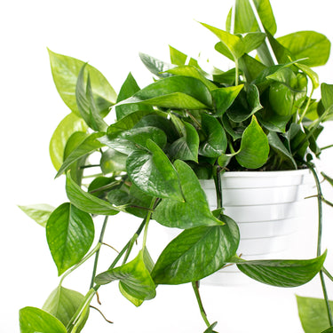 Pothos Jade