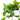 Pothos Jade