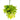 Pothos Neon