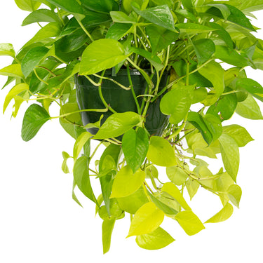 Pothos Neon