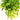 Pothos Neon