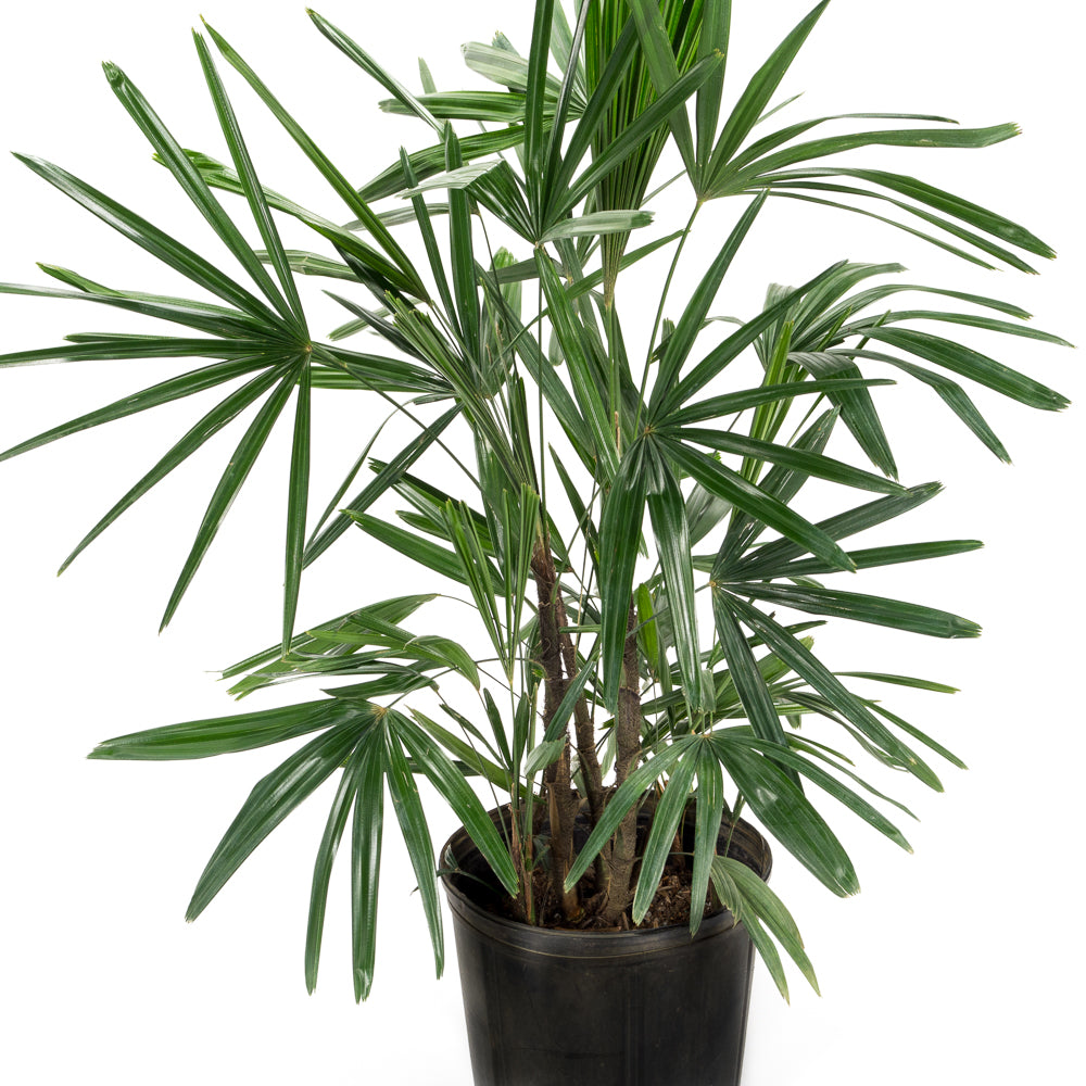 Natural plants - Rhapis Excelsa - Alphaplantes