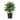 Rhapis Excelsa
