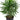 Rhapis Excelsa