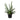 Sansevieria Cylindrica