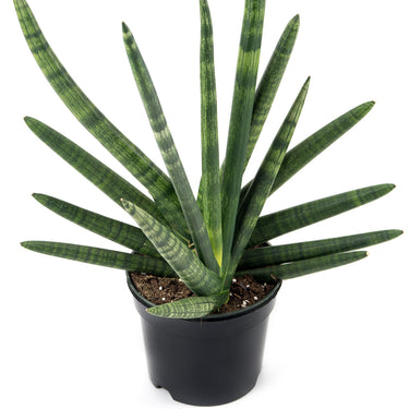 Sansevieria Cylindrica