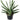 Sansevieria Cylindrica