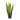 Sansevieria Laurentii