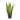 Sansevieria Laurentii