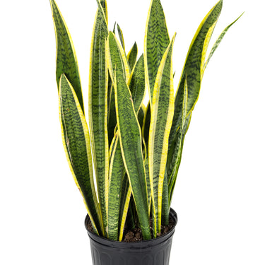 Sansevieria Laurentii