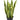 Sansevieria Laurentii