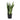 Sansevieria Zeylanica