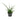 Sansevieria Fernwood