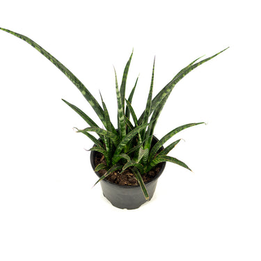Sansevieria Fernwood