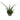 Sansevieria Fernwood
