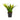 Sansevieria Golden Flame