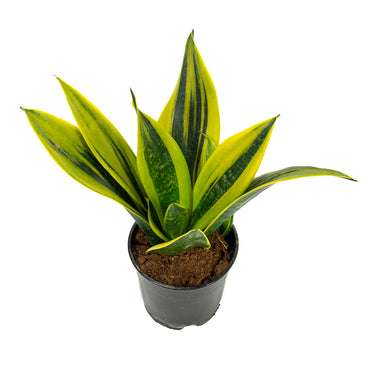 Sansevieria Golden Flame
