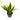 Sansevieria Golden Flame