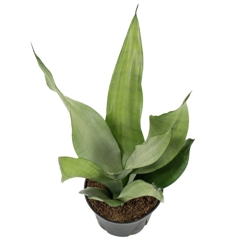 moonshine snake plant canada Natural plants - Sansevieria Moonshine