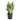 Sansevieria Moonshine