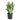 Sansevieria Moonshine
