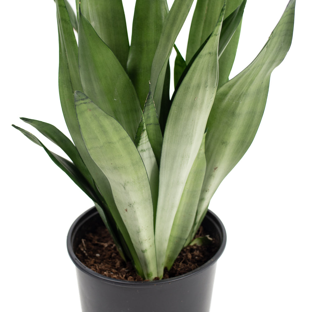 moonshine snake plant canada Natural plants - Sansevieria Moonshine