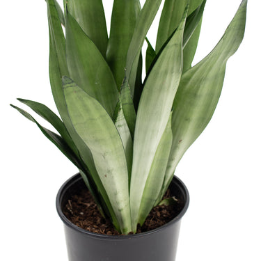 Sansevieria Moonshine