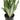 Sansevieria Moonshine