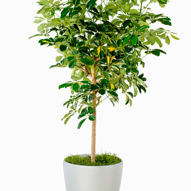 Schefflera Gold Capella - tige