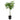 Schefflera Gold Capella - tree