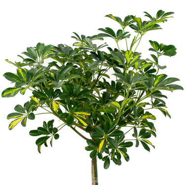 Schefflera Gold Capella - tige