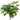 Schefflera Gold Capella - tree