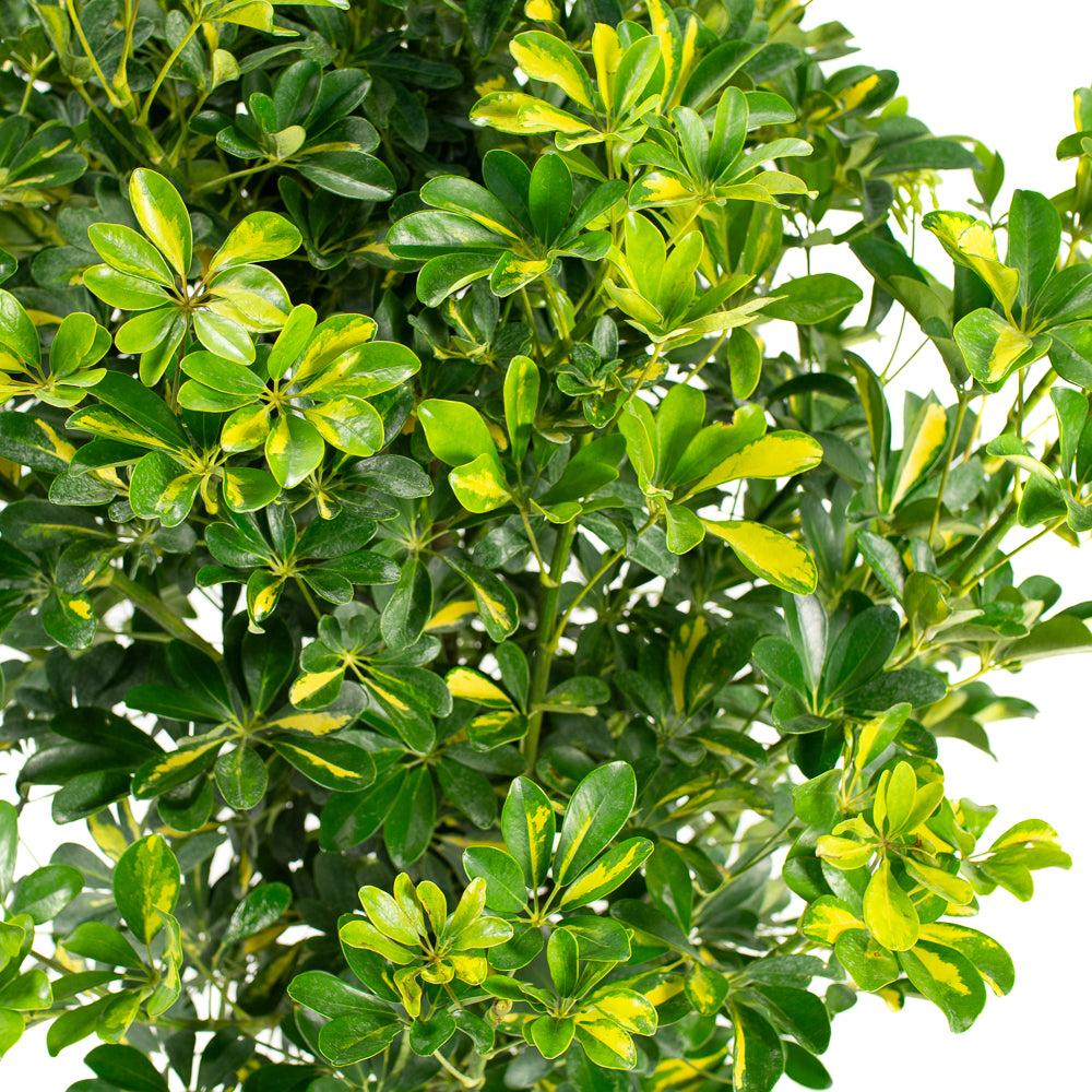 schefflera arboricola braid Natural plants - Schefflera Gold Capella - braid