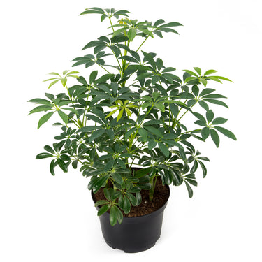 Schefflera Arboricola