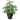 Schefflera Arboricola