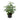 Schefflera Arboricola