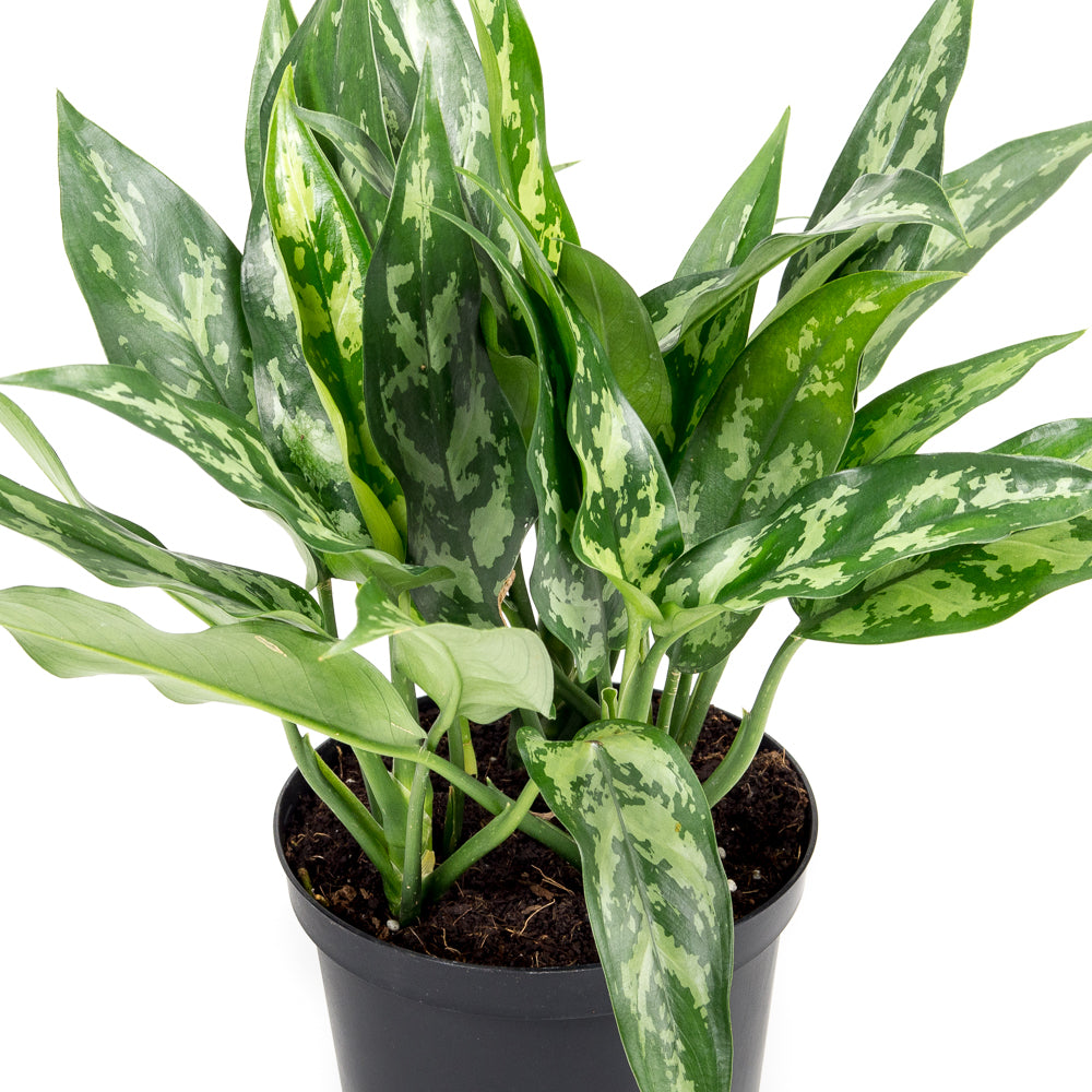 aglaonema maria entretien Plantes naturelles - Aglaonema Maria