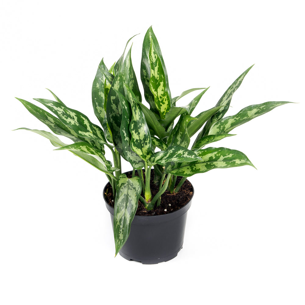 aglaonema maria entretien Plantes naturelles - Aglaonema Maria