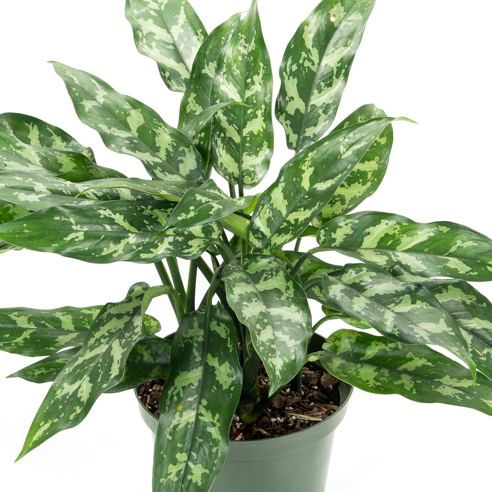 aglaonema maria water Natural plants - Aglaonema Maria