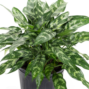 Aglaonema Maria