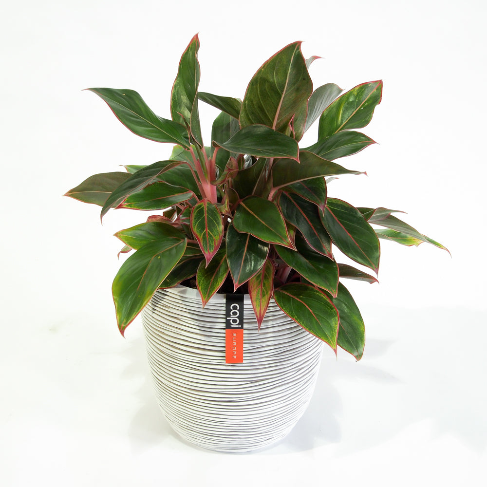 aglaonema siam dwell Natural plants - Aglaonema Siam