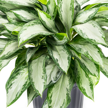 Aglaonema Silver Bay