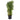 Aralia Ming