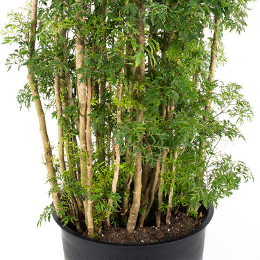 Aralia Ming