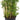 Aralia Ming